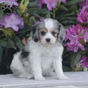 Popper, Cavapoo Puppy